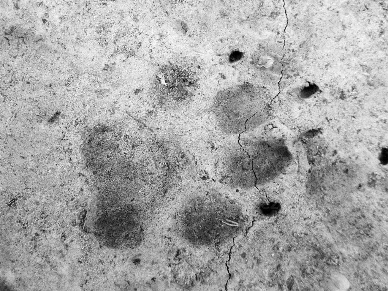 Photography to theme big footprint animal dog close up photo