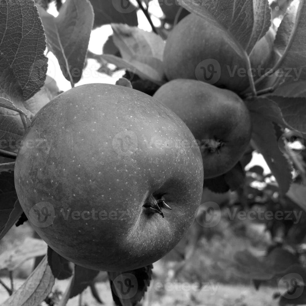 Manzana de fruta dulce que crece en árboles con hojas verdes foto