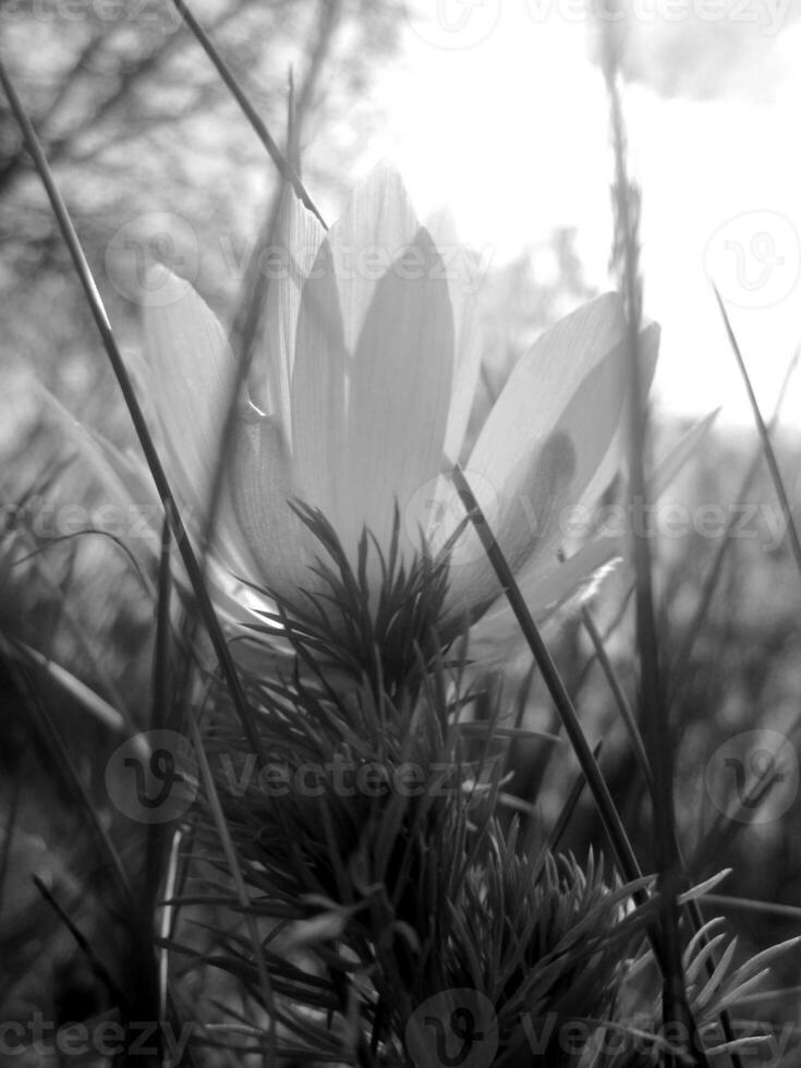 Wild flower adonis vernalis photo