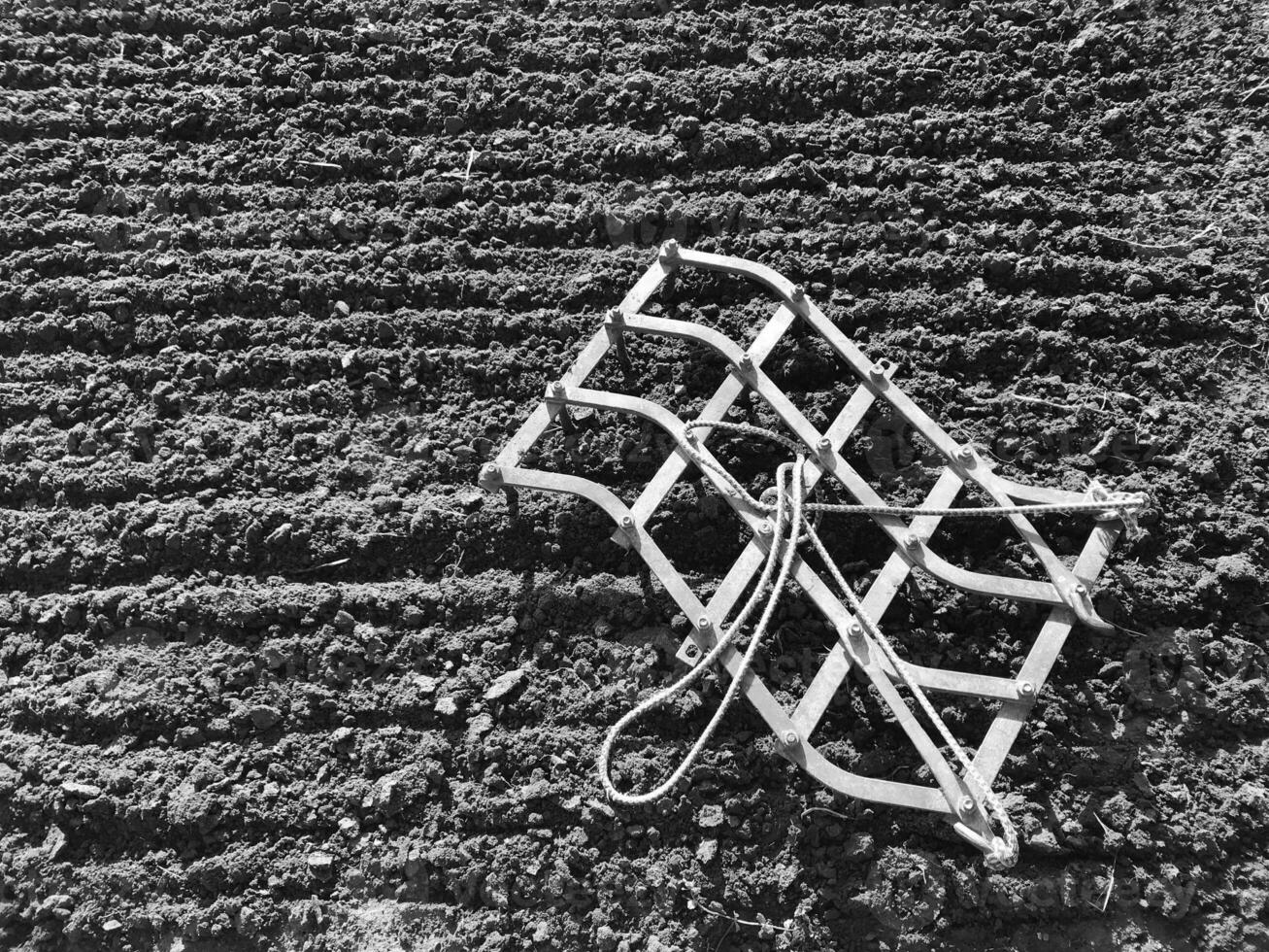 Campo arado de papa en suelo marrón en campo abierto naturaleza foto