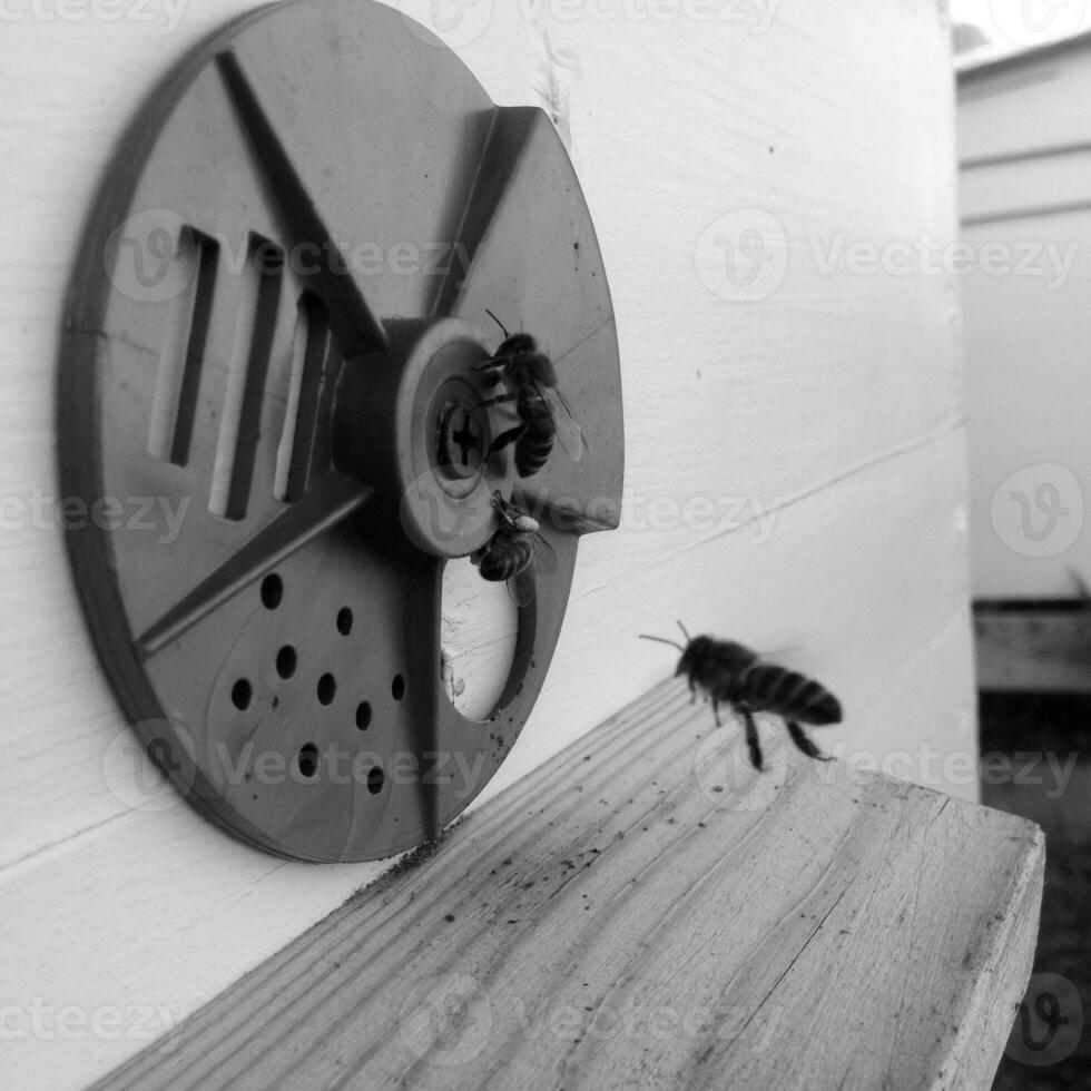 abeja alada vuela lentamente a la colmena recolecta néctar de miel en colmenar privado de flor foto