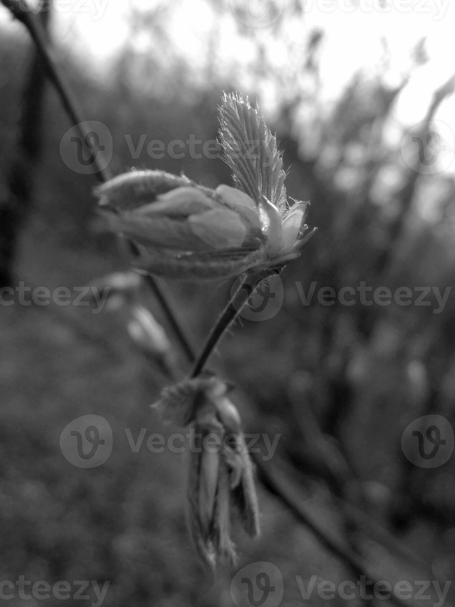 flowering of new tree branch from leaves 29853058 Stock Photo at Vecteezy