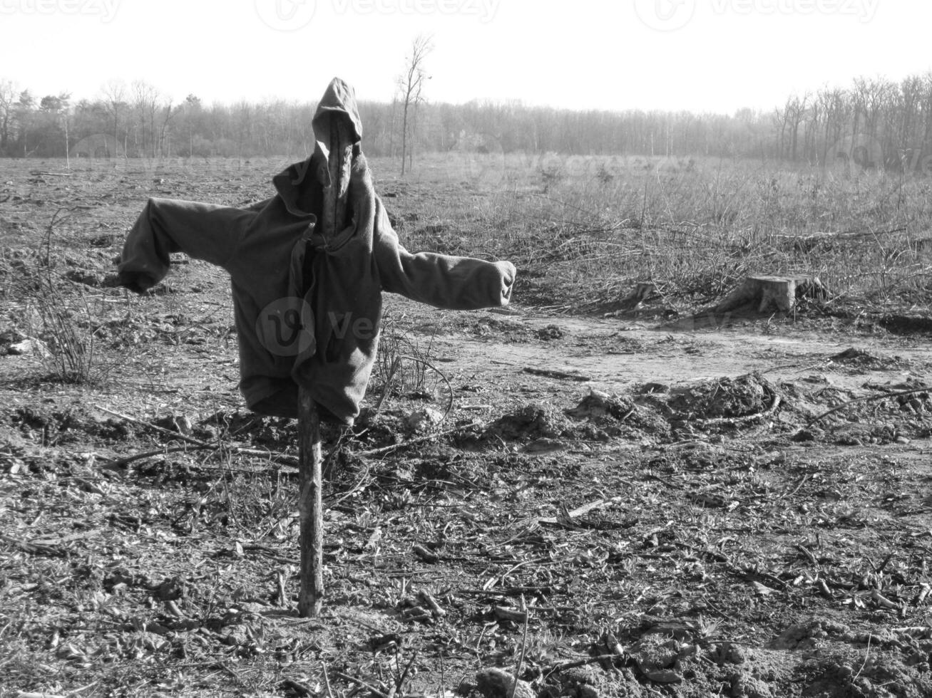 Scary scarecrow in garden discourages hungry birds photo