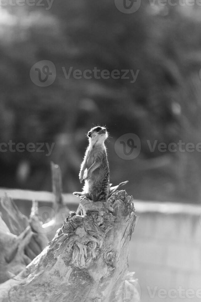 un pequeño suricato peludo sentado en un árbol largo y seco, clase suricate foto