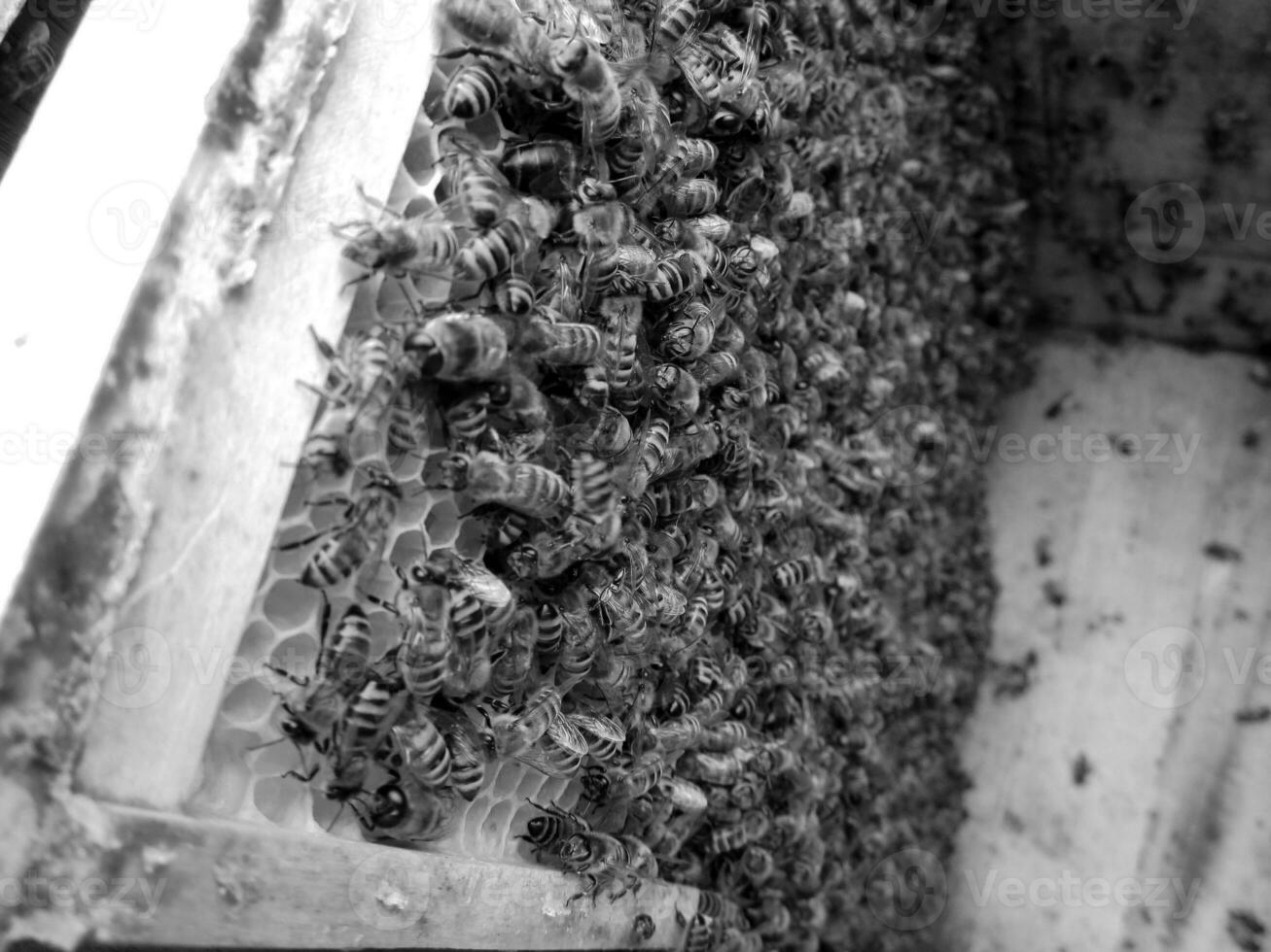 Abstract hexagon structure is honeycomb from bee hive photo