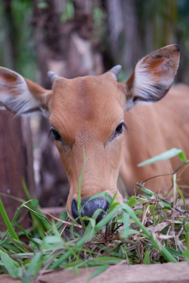 several cows are eating grass in the pen photo