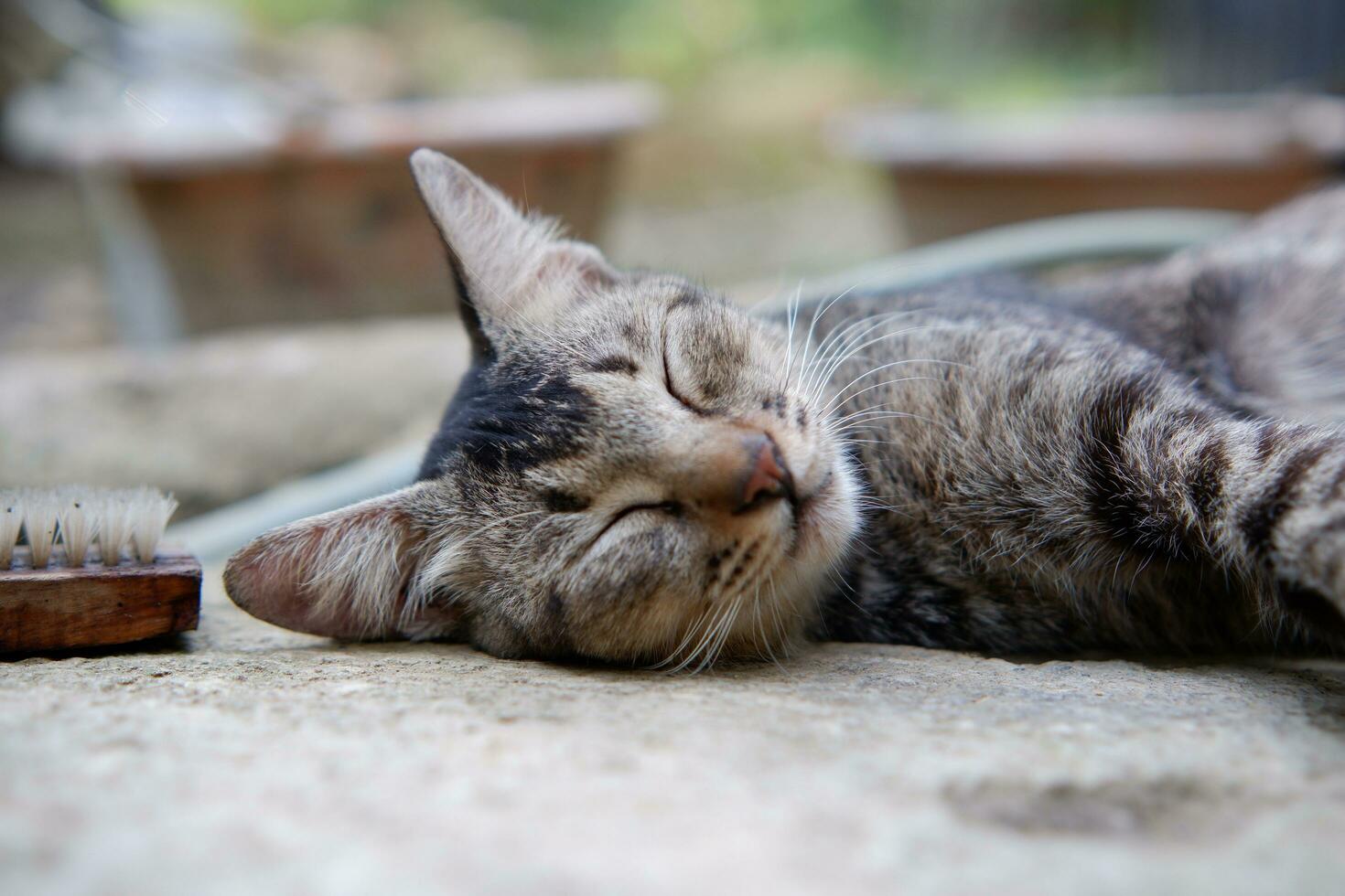 view of village cat sleeping soundly photo