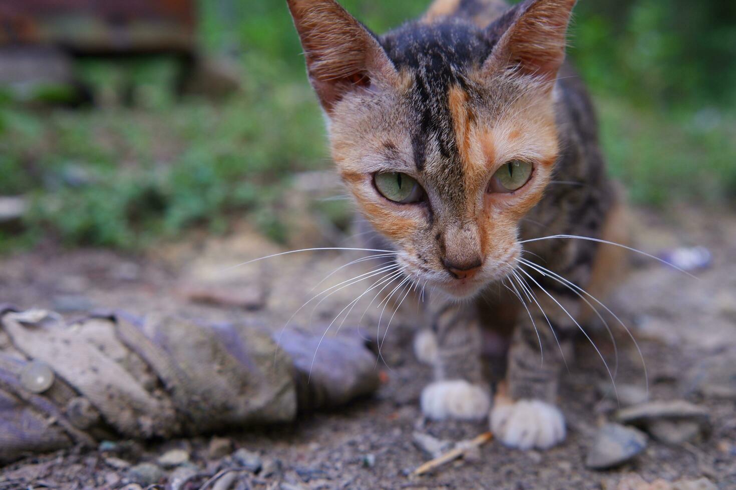 a wild village cat is eating photo