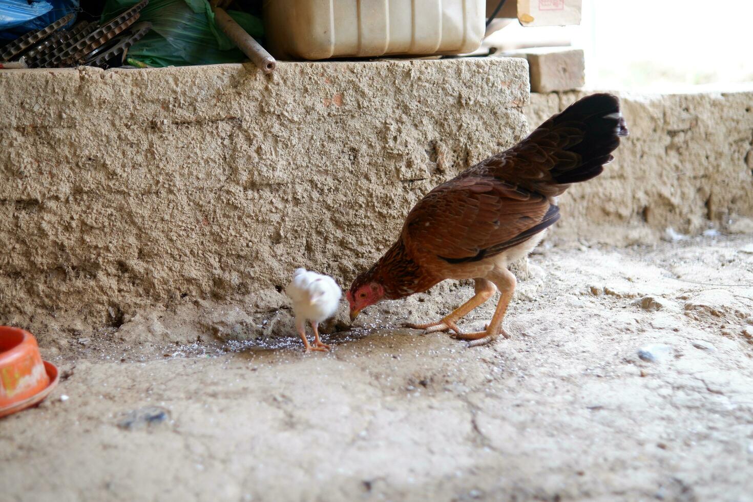 varios Rango libre pollos fueron comiendo arroz en el suelo foto