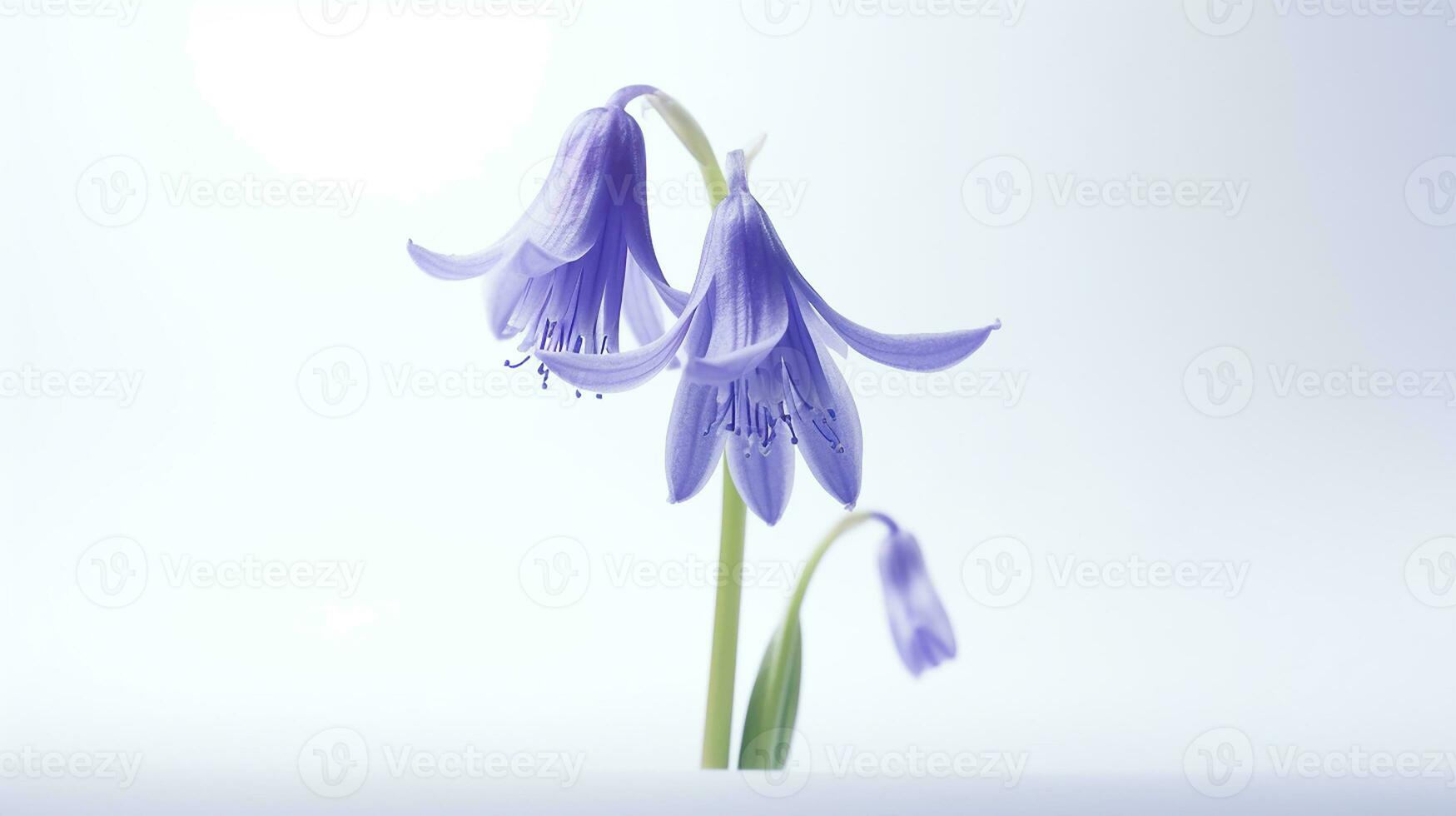 Photo of beautiful Bluebell flower isolated on white background. Generative AI