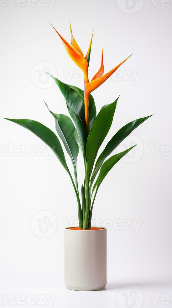 Photo of Bird of Paradise flower in pot isolated on white background. Generative AI