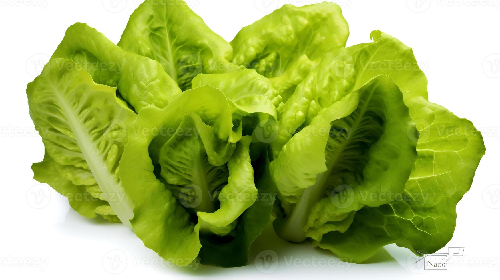 Photo of Fresh Lettuce isolated on white background.