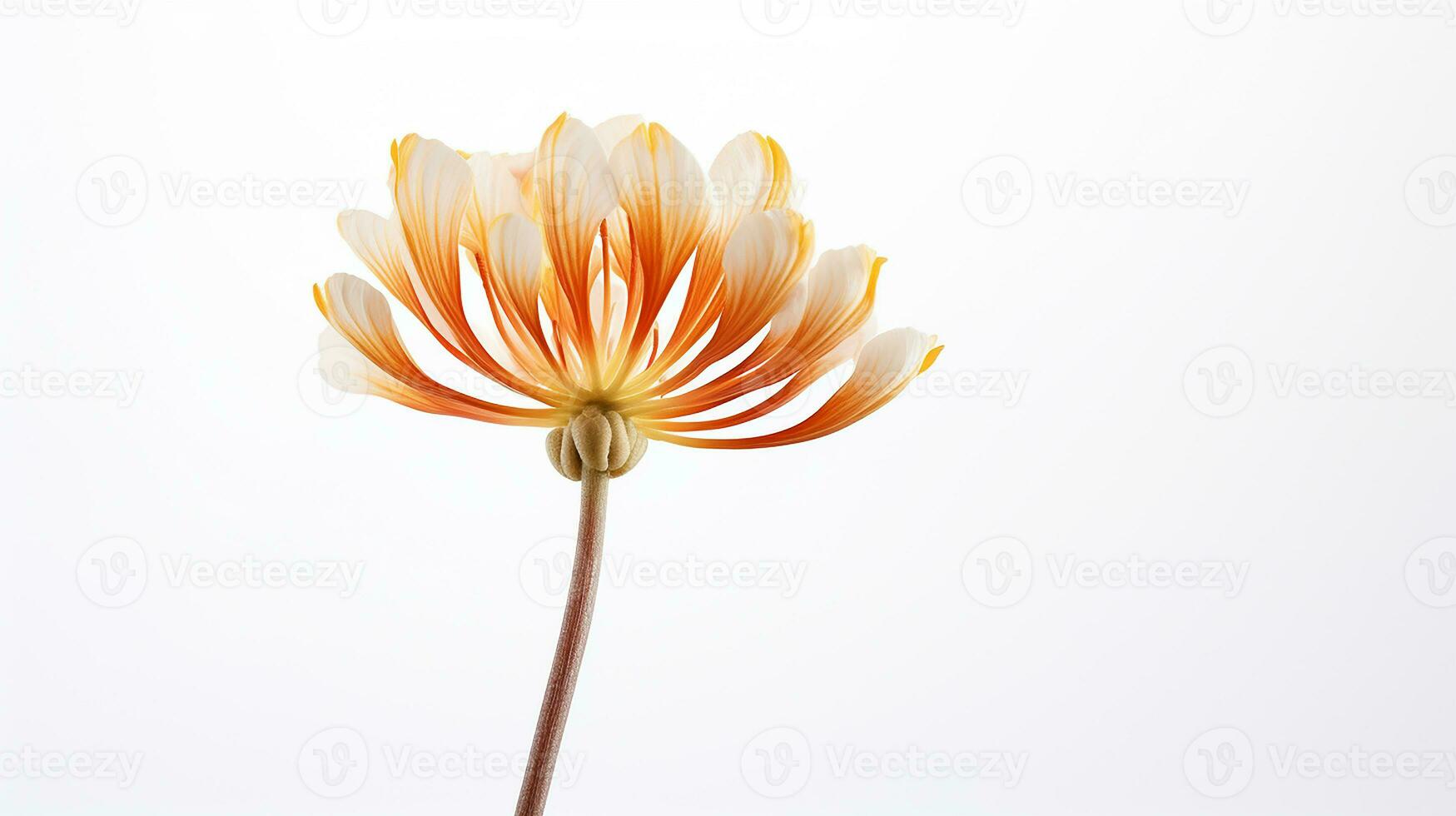 Photo of beautiful Drumstick flower isolated on white background. Generative AI