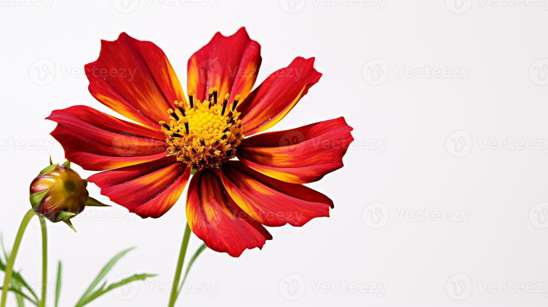 Photo of beautiful Coreopsis flower isolated on white background. Generative AI