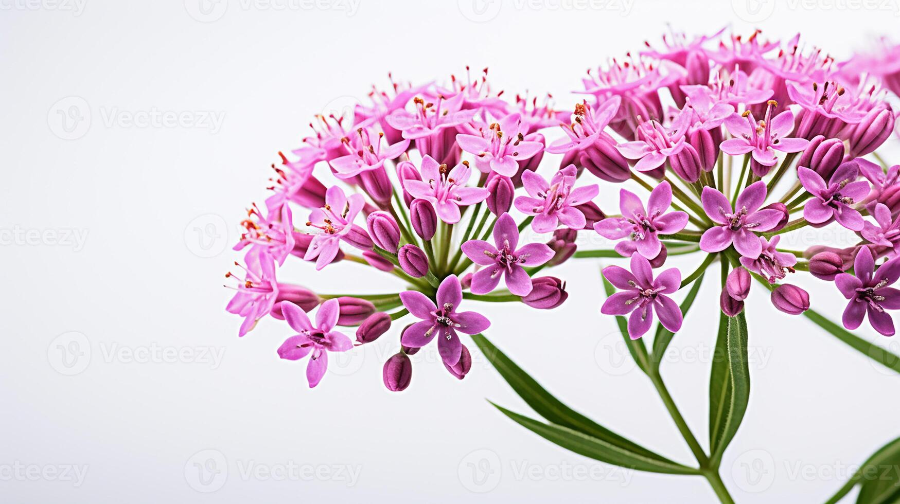 Photo of beautiful Valerian flower isolated on white background. Generative AI