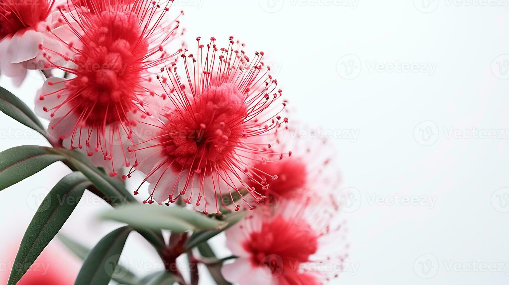 Photo of beautiful Bottlebrush flower isolated on white background. Generative AI