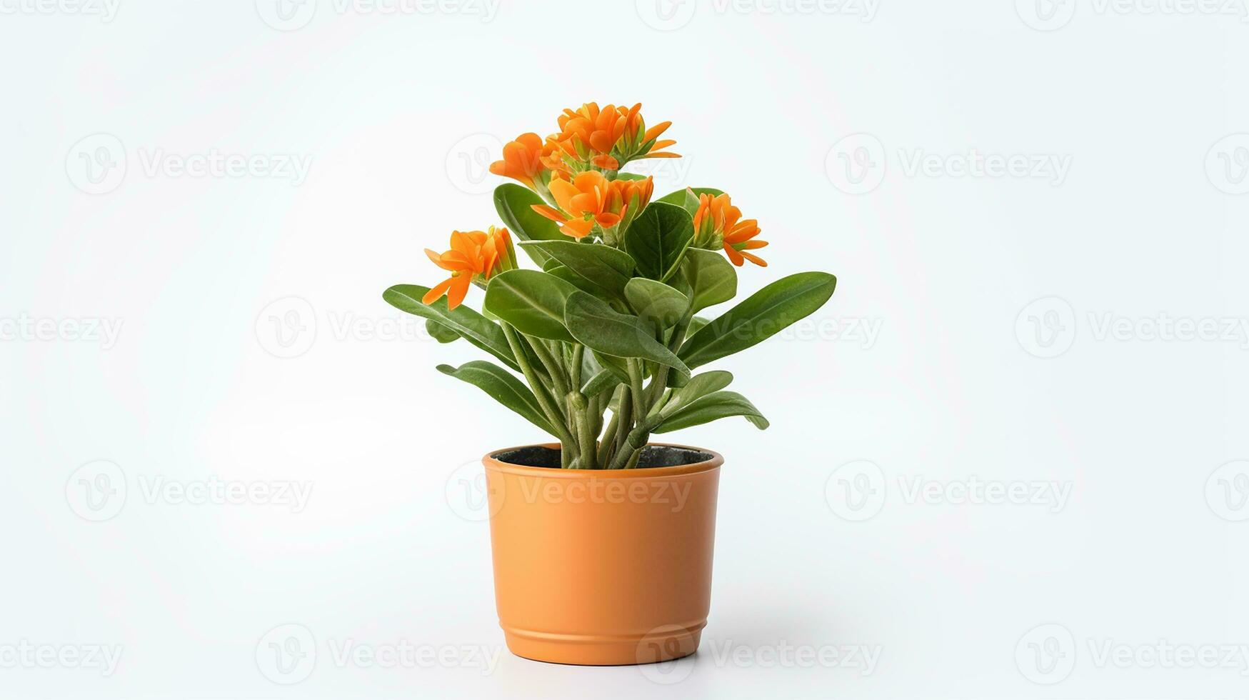 Photo of Wallflower in pot isolated on white background. Generative AI