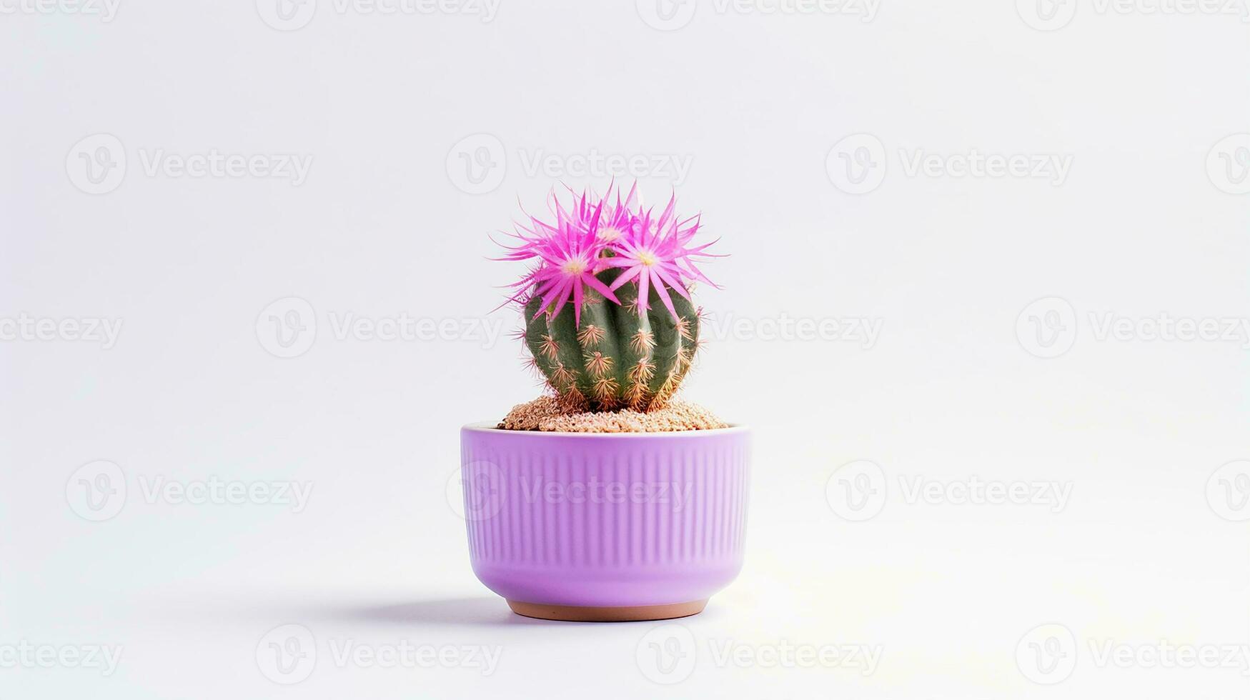 Photo of Cactus Flower flower isolated on white background. generative ai