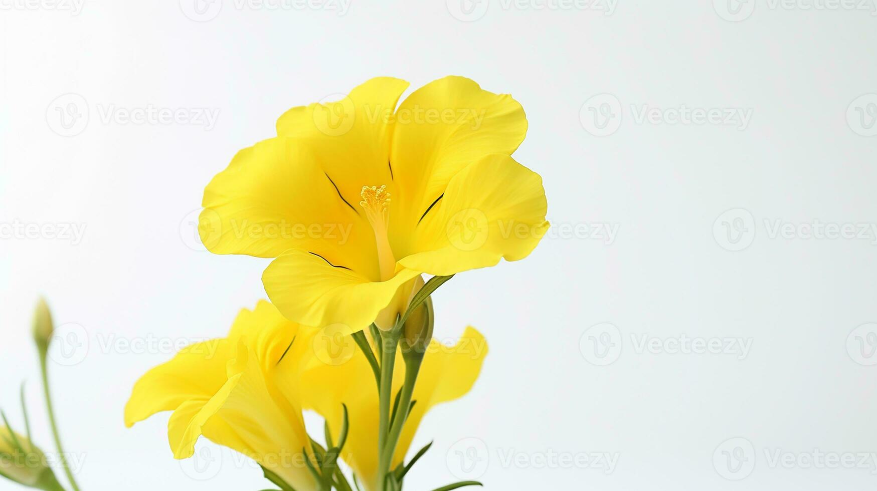 Photo of beautiful Evening Primrose flower isolated on white background. Generative AI