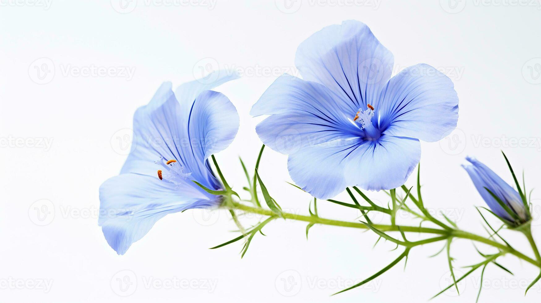Photo of beautiful Flax flower isolated on white background. Generative AI