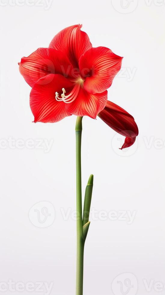 Photo of beautiful Amaryllis flower isolated on white background. Generative AI