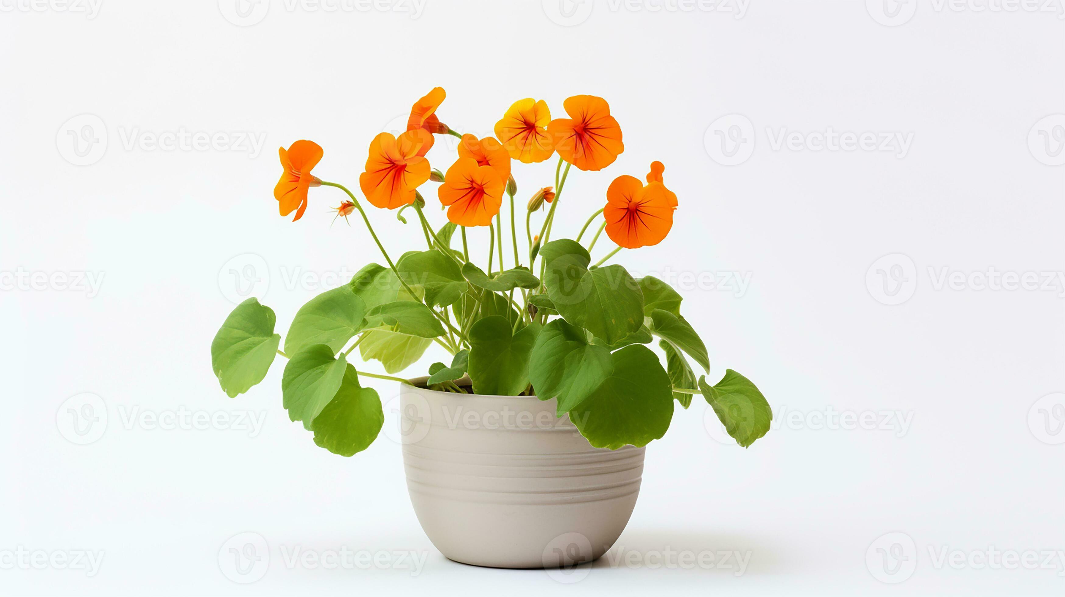 Photo of Nasturtium flower in pot isolated on white background