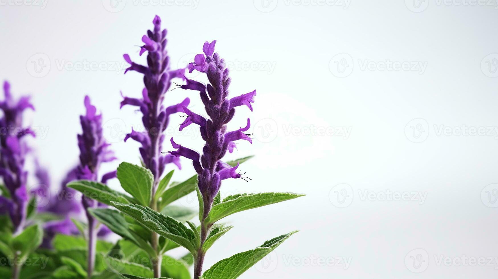 Photo of beautiful Salvia flower isolated on white background. Generative AI
