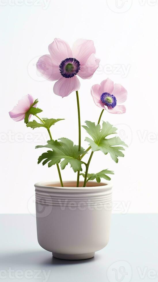 Photo of Anemone flower in pot isolated on white background. Generative AI