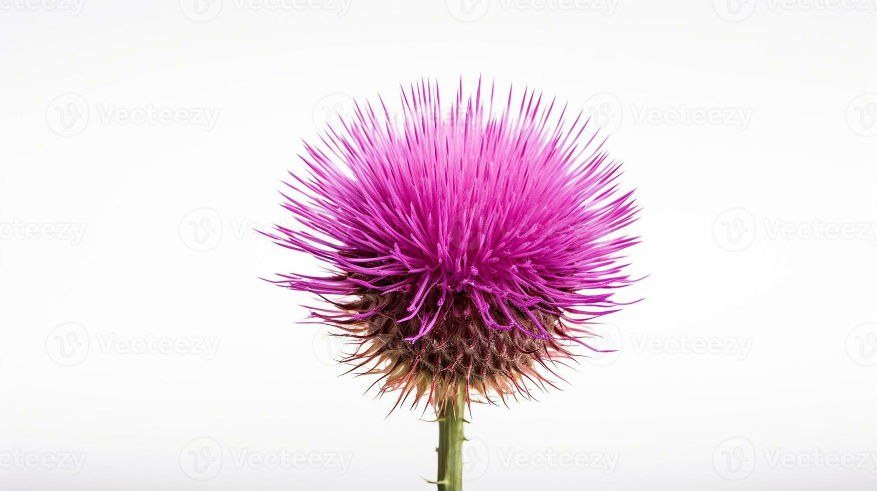 Photo of beautiful Thistle flower isolated on white background. Generative AI