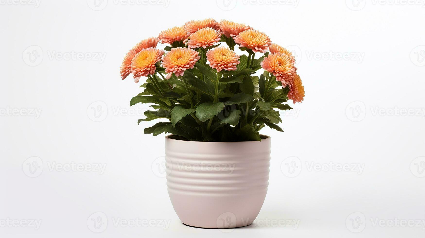 Photo of Mums flower in pot isolated on white background. Generative AI
