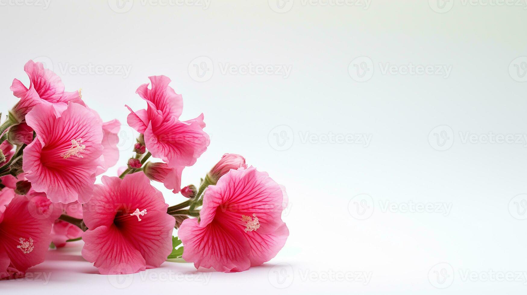 Photo of beautiful Hollyhock flower isolated on white background. Generative AI