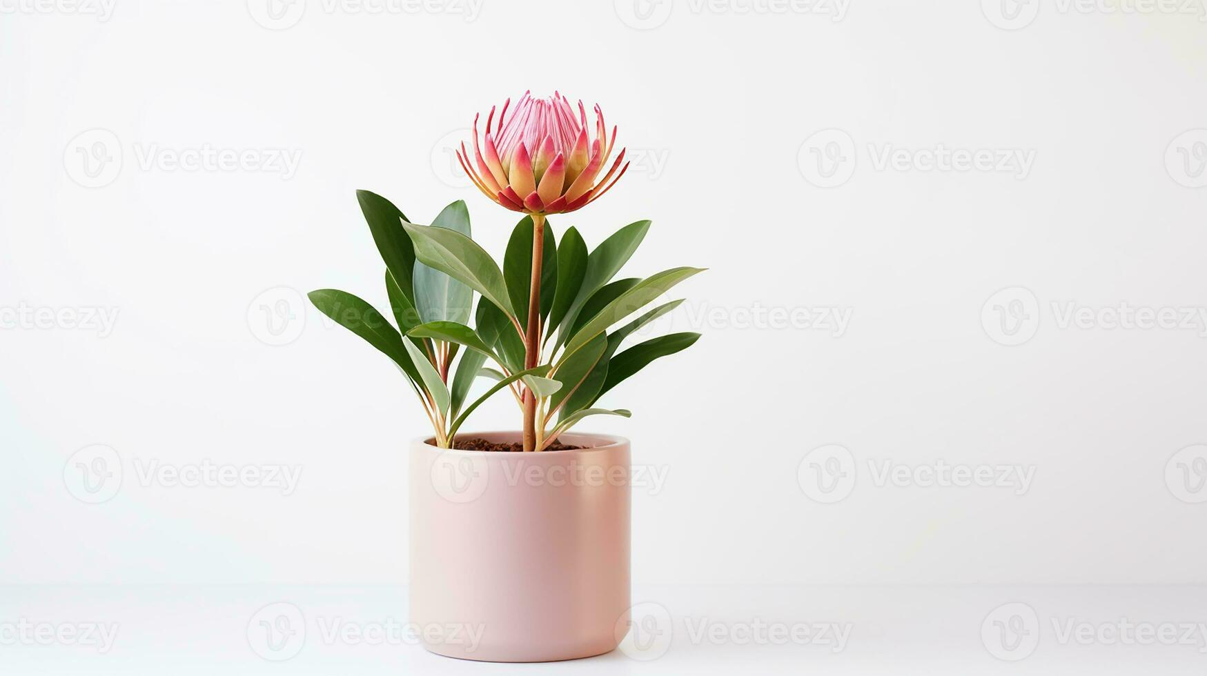 Photo of Protea flower in pot isolated on white background. Generative AI