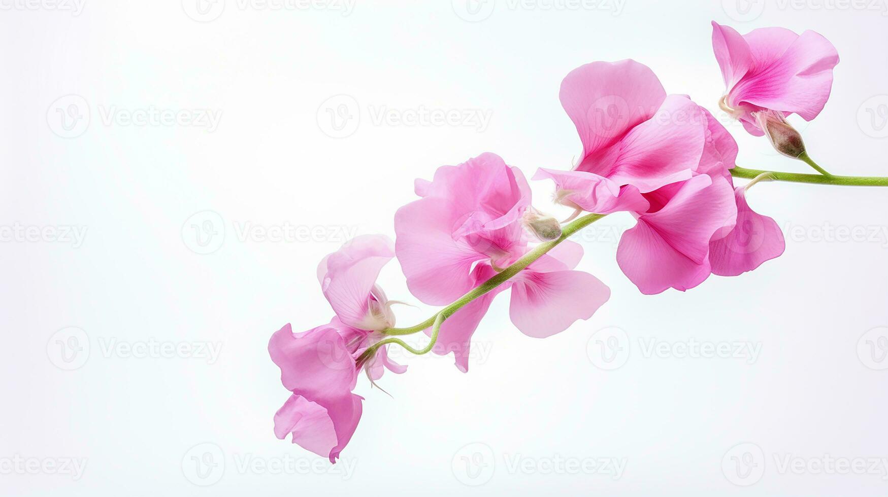 Photo of beautiful Sweet Pea flower isolated on white background. Generative AI