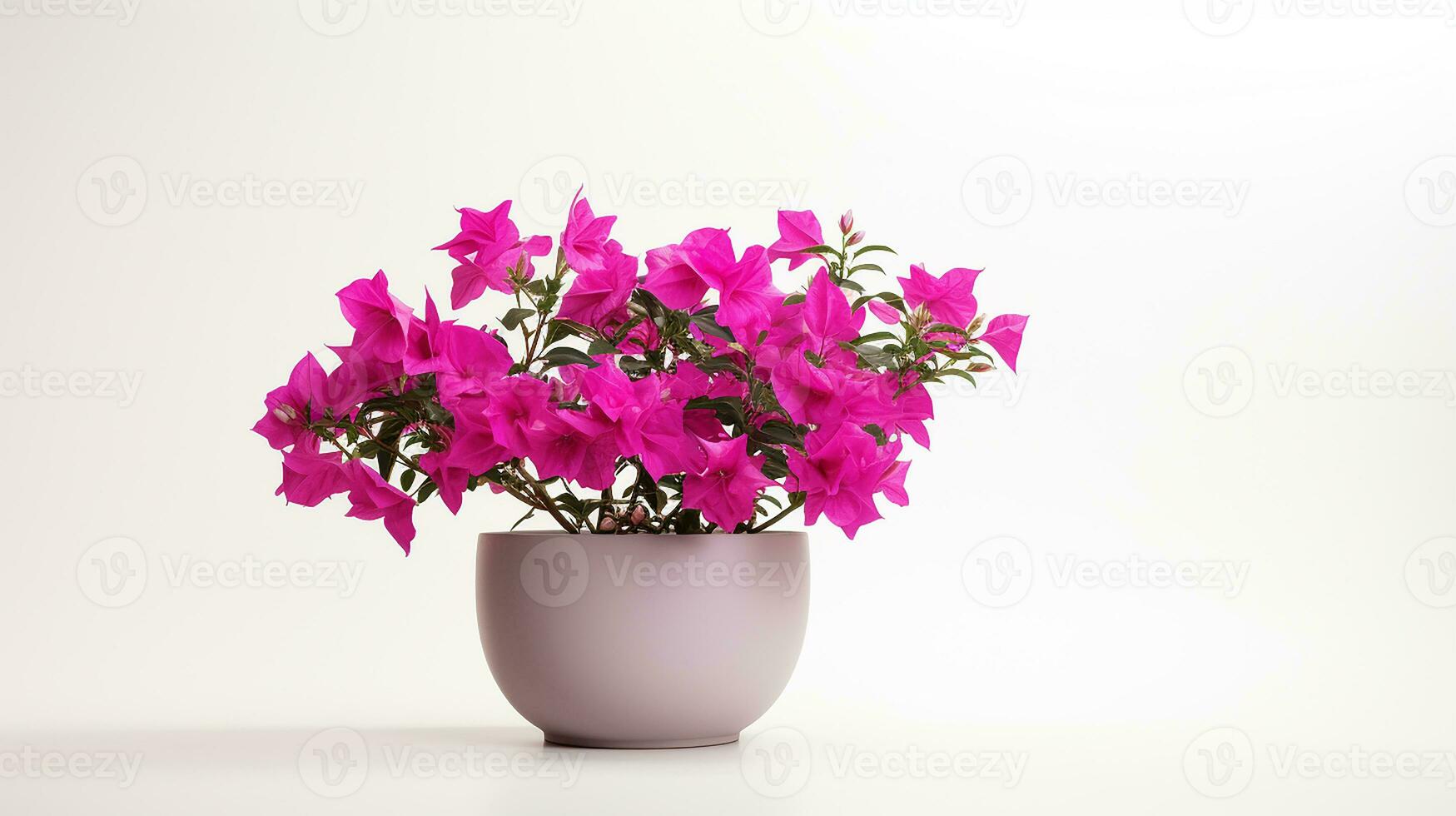 Photo of Bougainvillea flower in pot isolated on white background. Generative AI