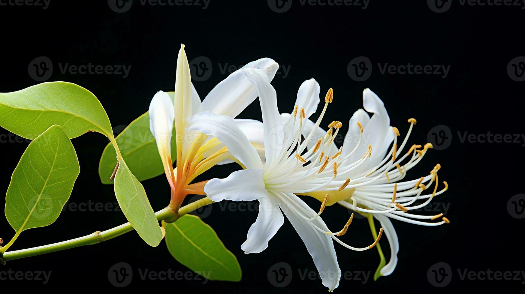 Photo of beautiful Honeysuckle flower isolated on white background. Generative AI