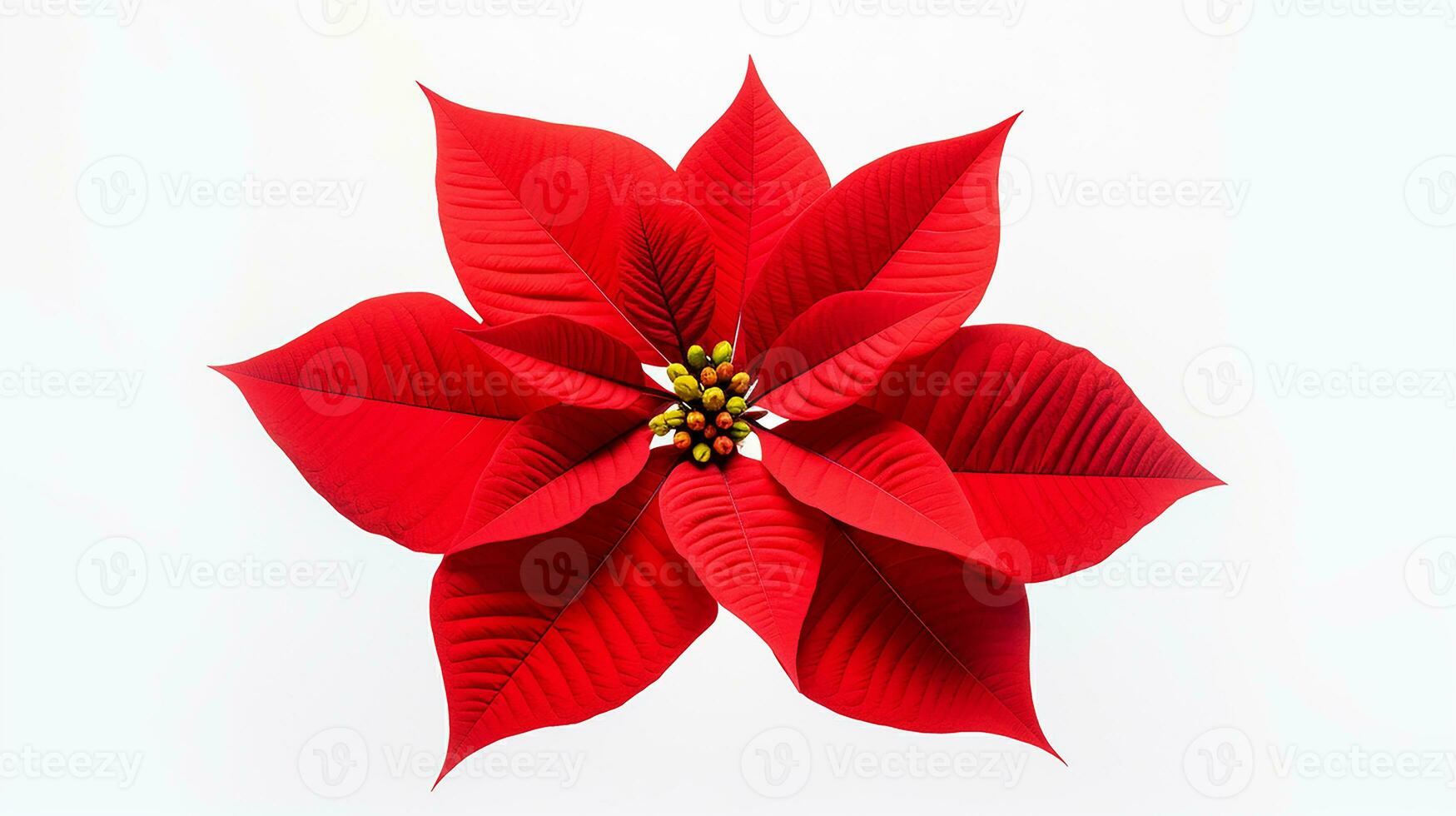 Photo of beautiful Poinsettia flower isolated on white background. Generative AI