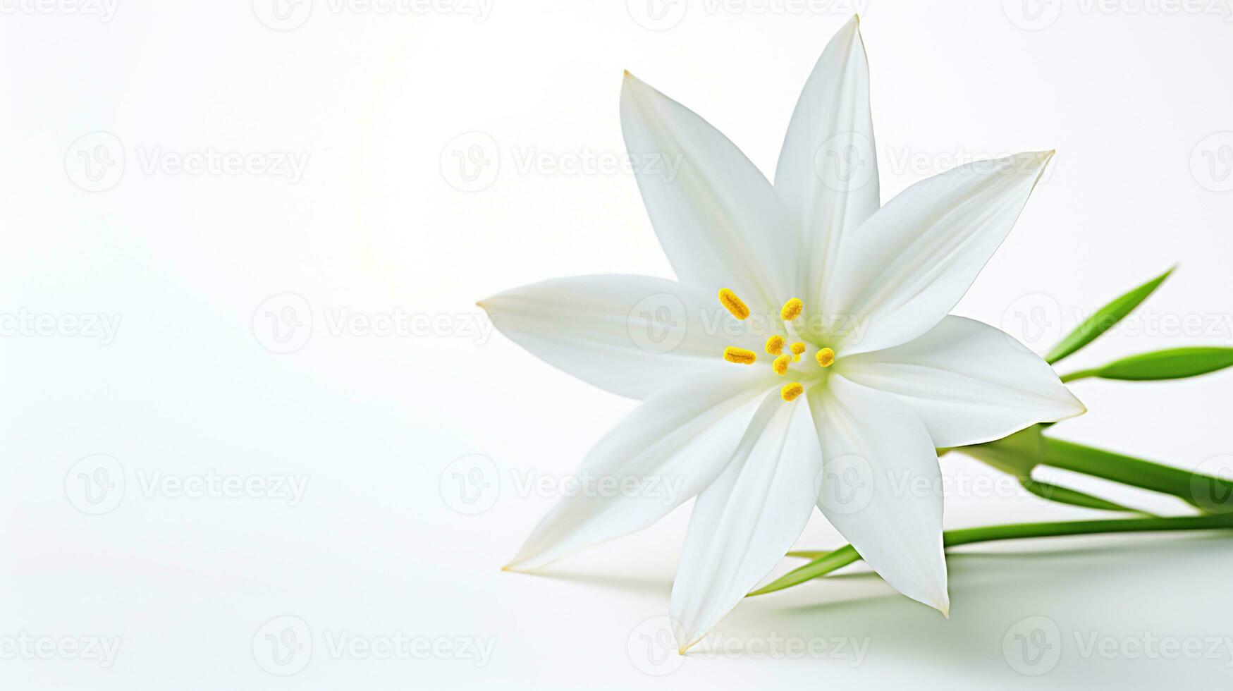 Photo of beautiful Star of Bethlehem flower isolated on white background. Generative AI