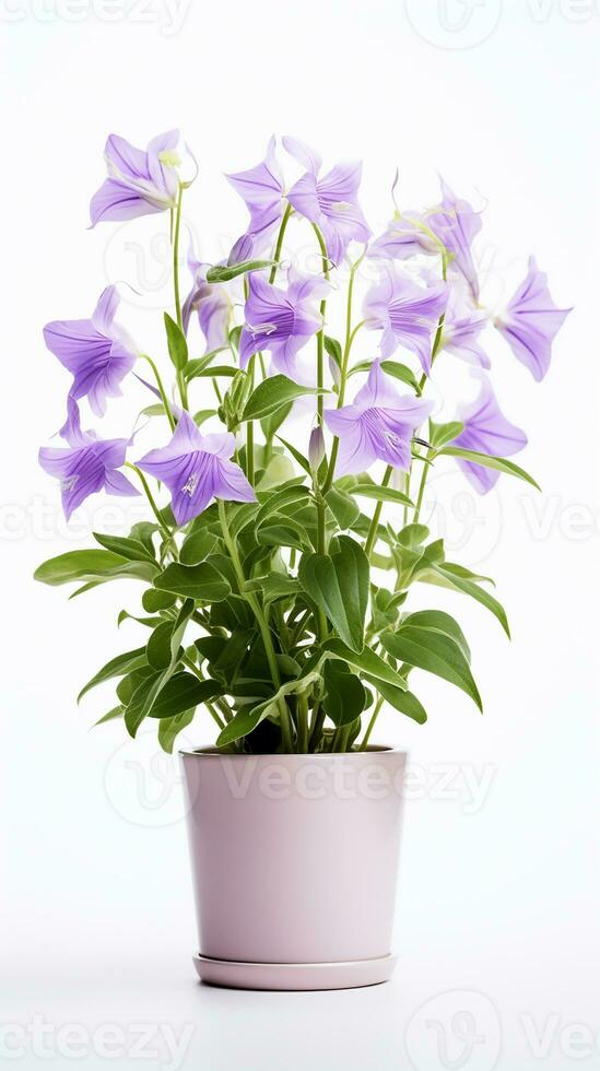 Photo of Bellflower in flower in pot isolated on white background. Generative AI