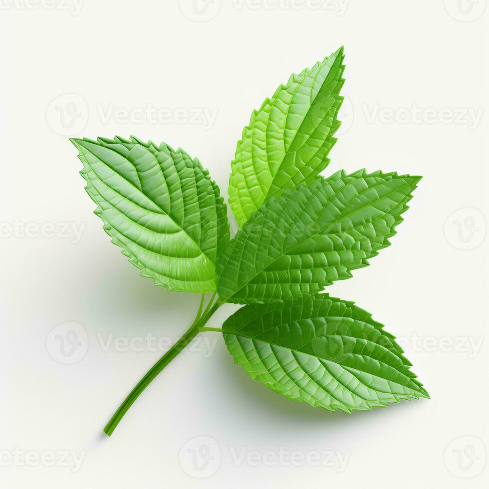 Photo of Mint leaf isolated on white background. generative ai