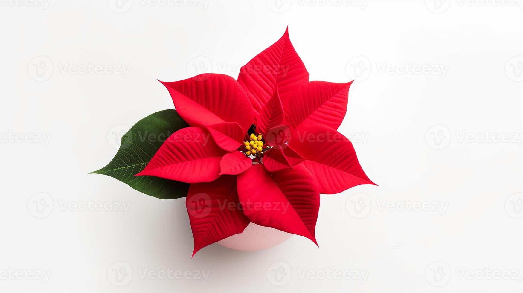 foto de flor de pascua flor en maceta aislado en blanco antecedentes. generativo ai