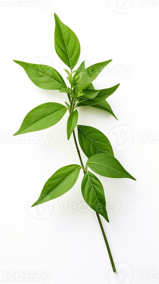 Photo of beautiful Balsam flower isolated on white background. Generative AI