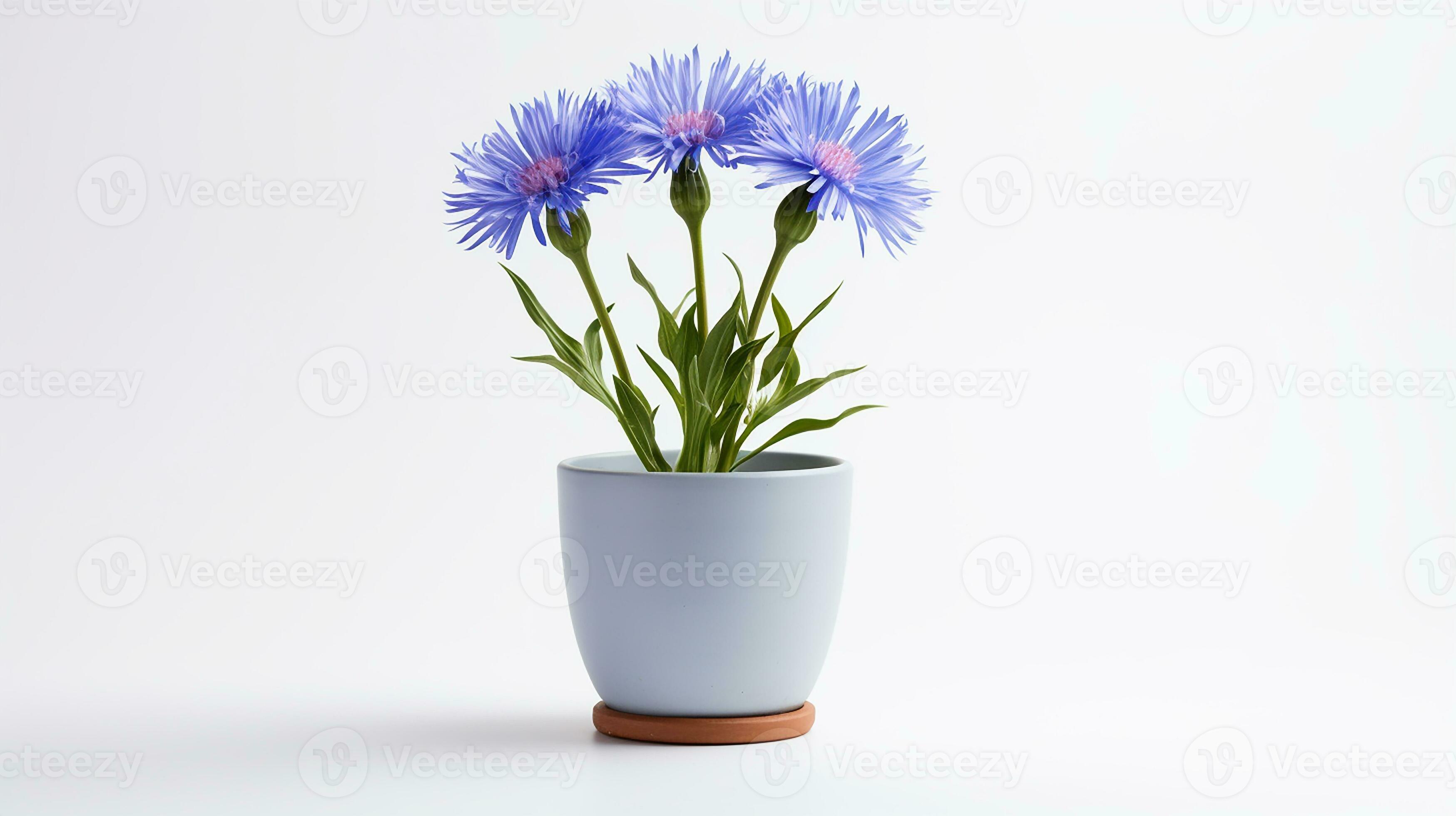 Photo of Cornflower in pot isolated on white background. Generative AI