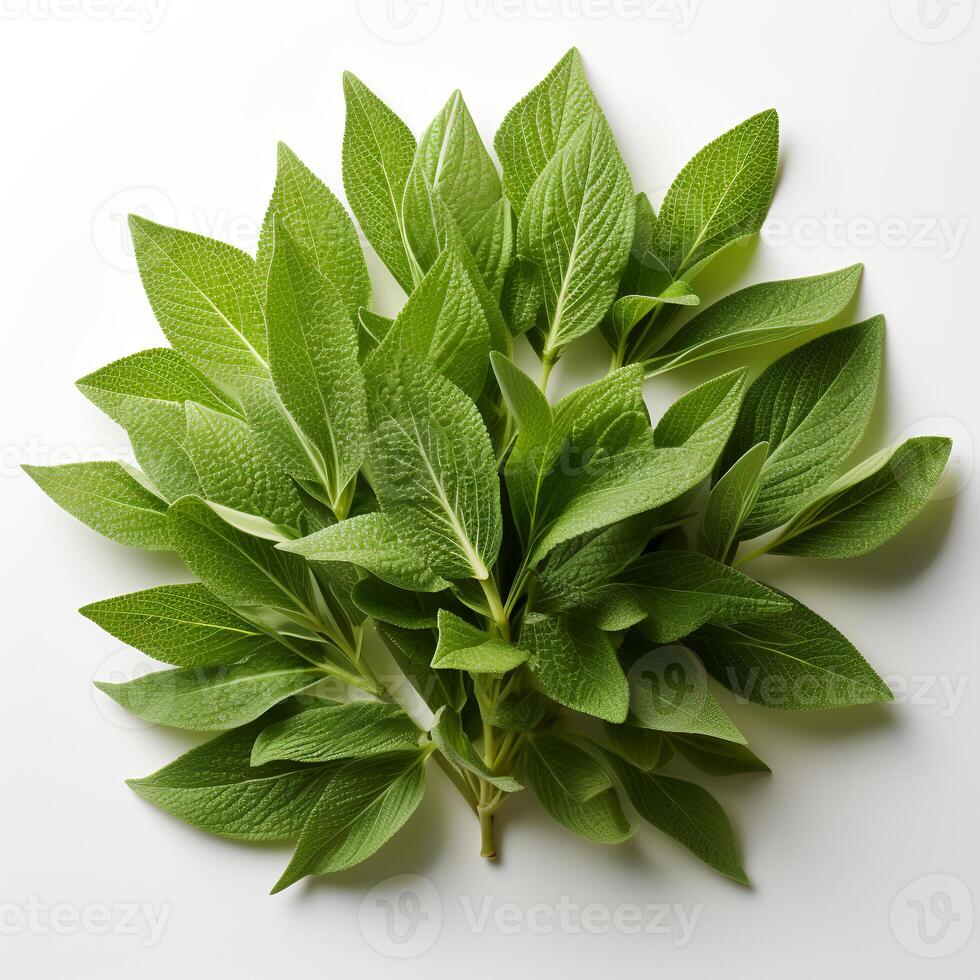 Photo of Green sage isolated on white background.
