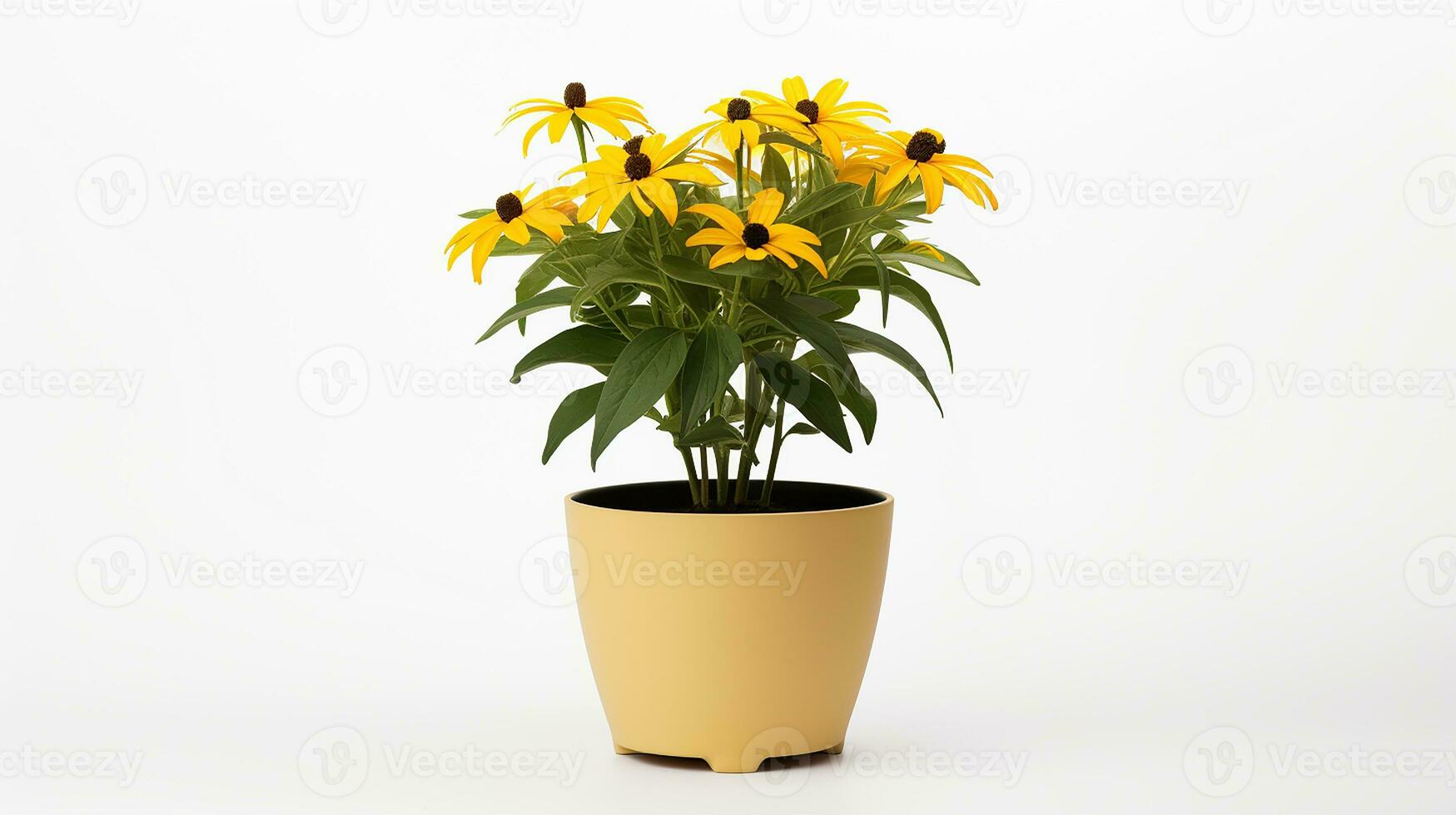 Photo of Rudbeckia flower in pot isolated on white background. Generative AI