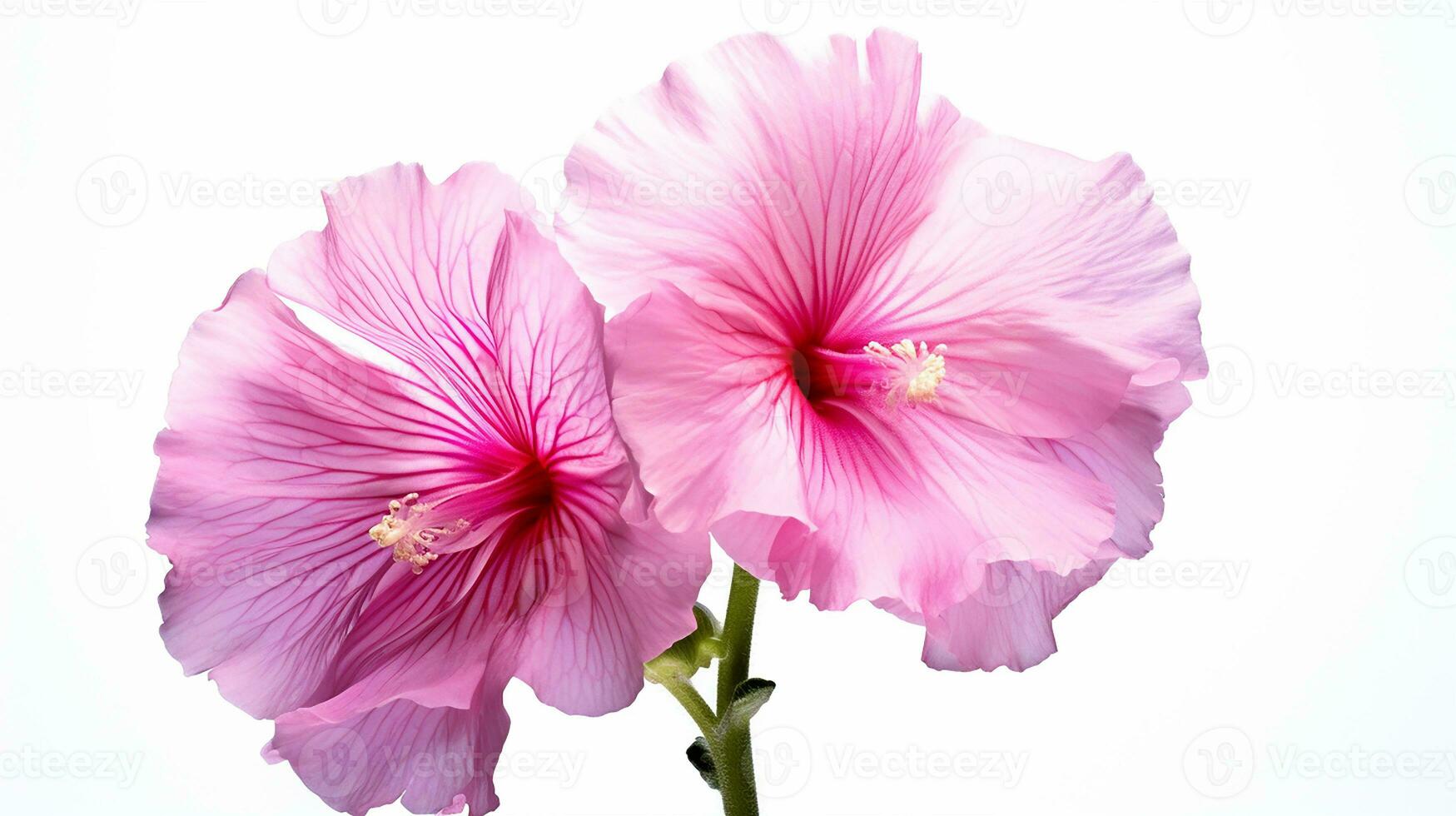 Photo of beautiful Hollyhock flower isolated on white background. Generative AI