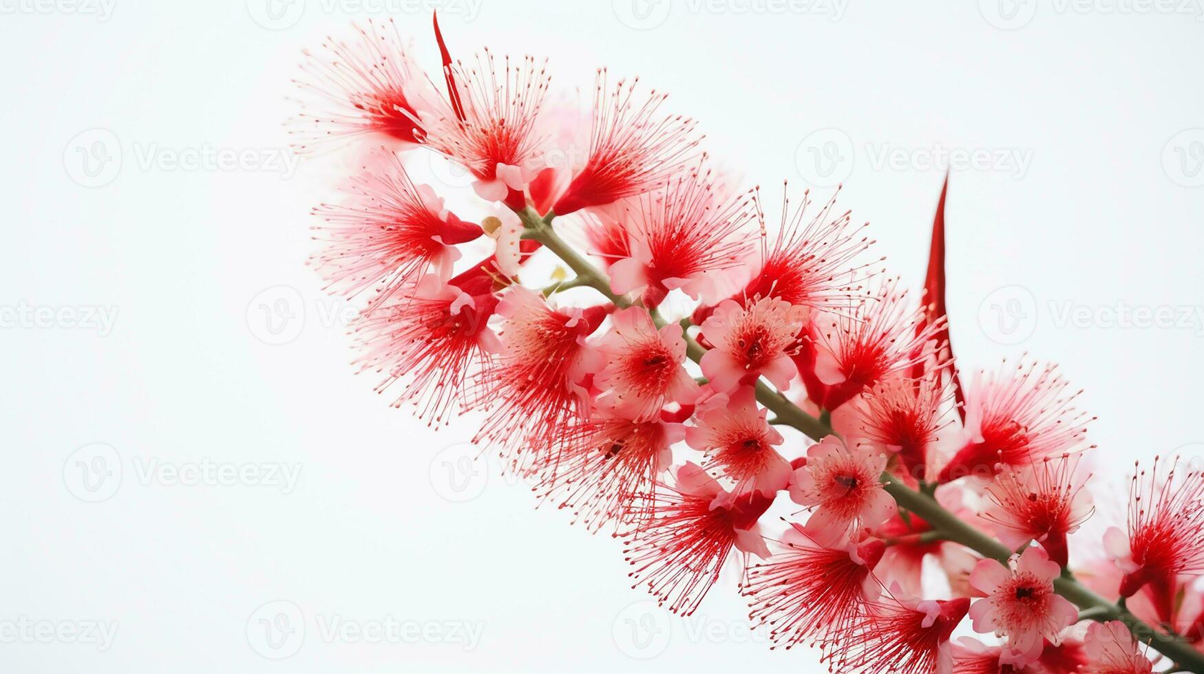 Photo of beautiful Bottlebrush flower isolated on white background. Generative AI