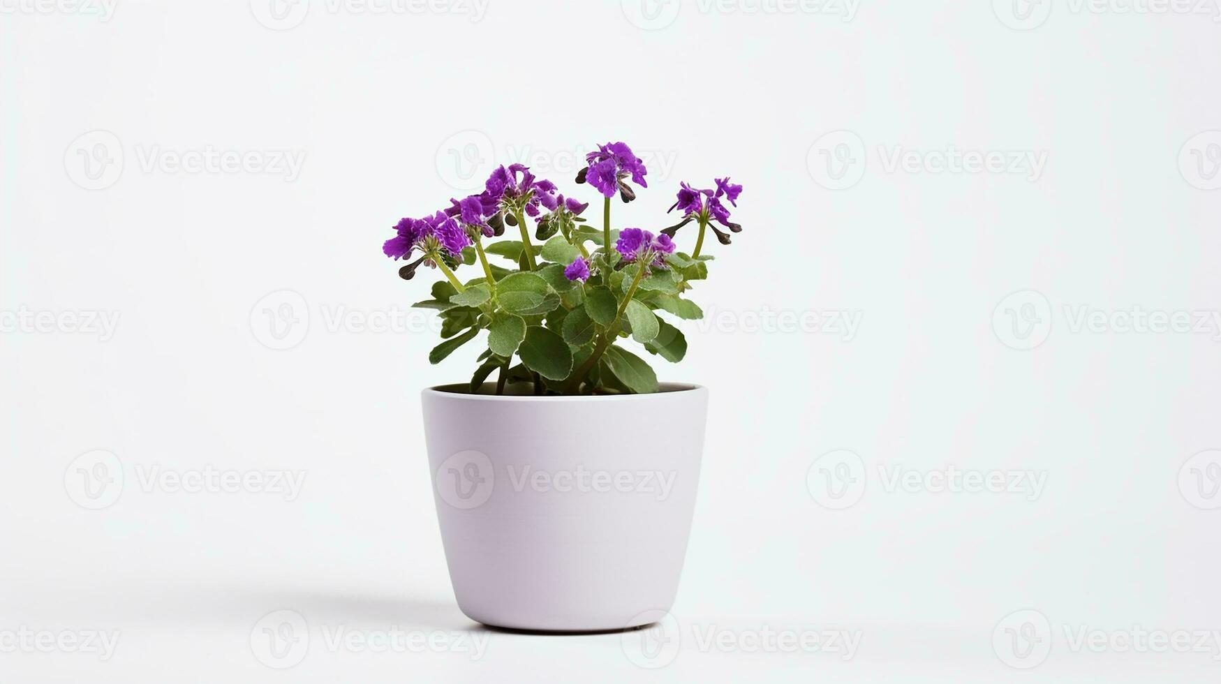 Photo of Rockcress flower in pot isolated on white background. Generative AI