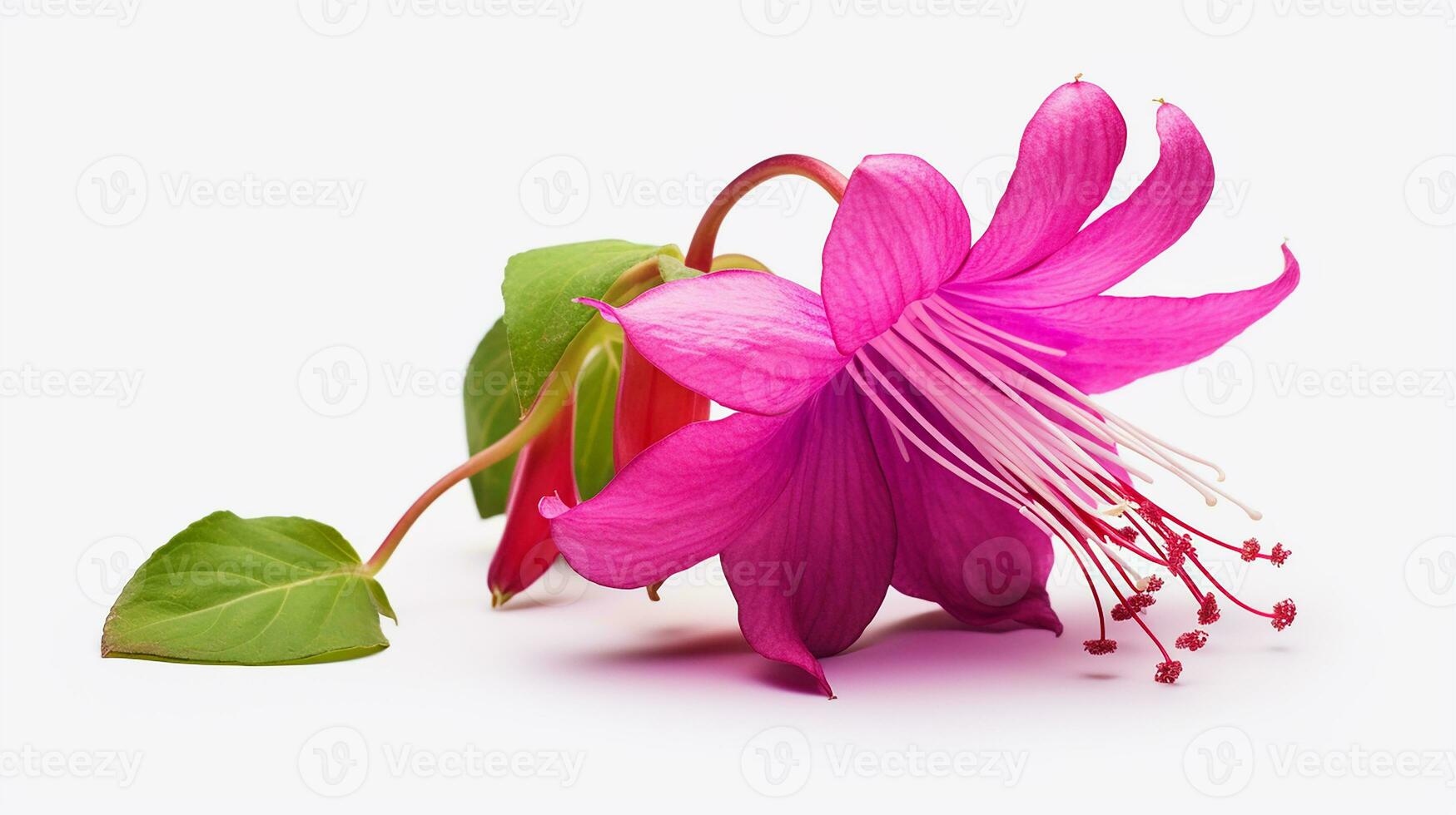 Photo of beautiful Fuchsia flower isolated on white background. Generative AI