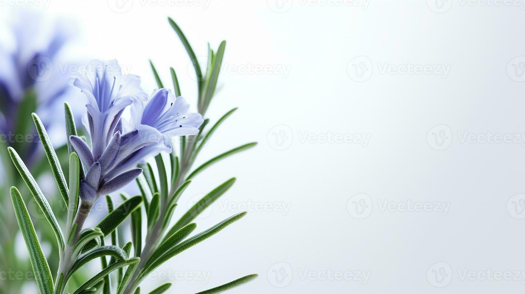 Photo of beautiful Rosemary flower isolated on white background. Generative AI