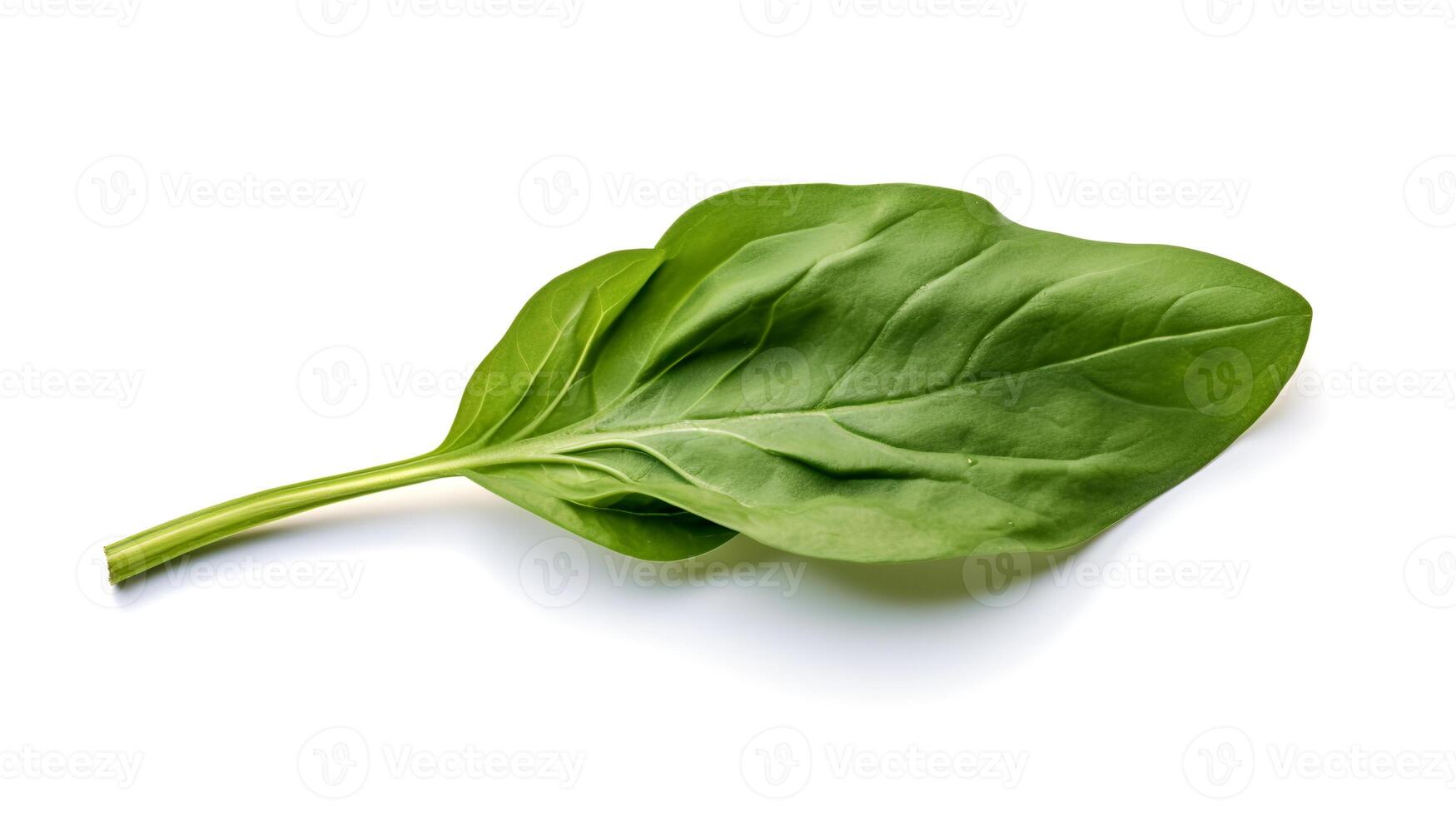 Photo of Spinach isolated on white background.